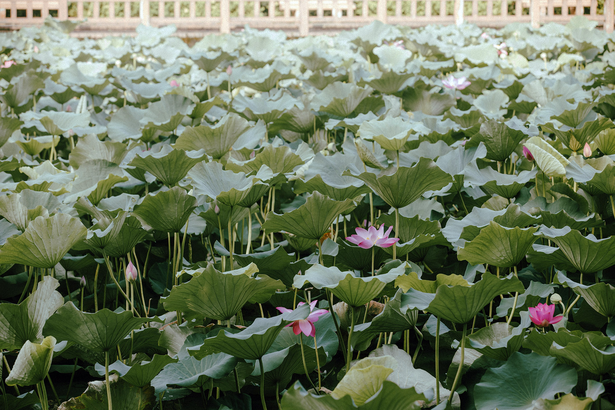 华东师大2022-2023学年校历上线