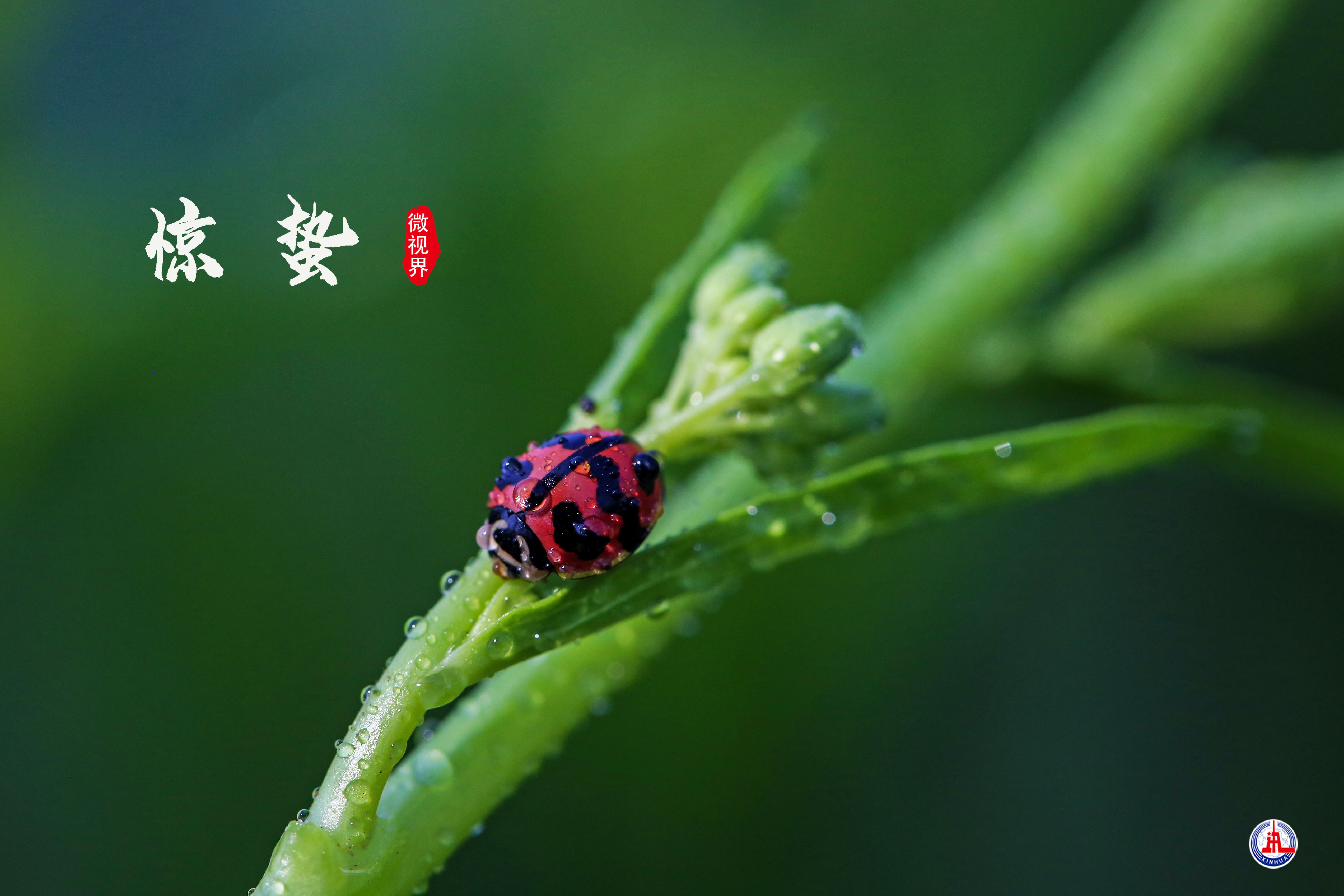 惊蛰图片大全最新昆虫图片